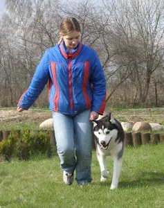 Йдемо на виставку з сибірським хаскі (затиснуті руці тримає) Йдемо на виставку з сибірським хаскі