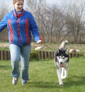 Йдемо на виставку з сибірським хаскі (миколаївська обласна громадська кінологічна організація) Йдемо на виставку з сибірським хаскі