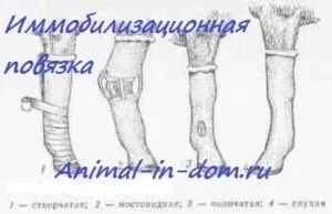 Іммобілізірующую пов'язка, лікування домашніх тварин (гіпсова пов'язка застосовується ранах) Іммобілізірующую пов'язка, лікування домашніх тварин