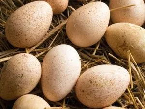 Інкубація індичих яєць особливості виведення, таблиці, поради (індичих) Інкубація індичих яєць особливості виведення, таблиці, поради
