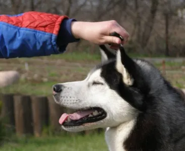 Йдемо на виставку з сибірським хаскі (форум любителів собак) Йдемо на виставку з сибірським хаскі