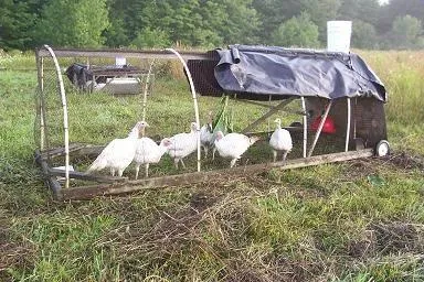 Індички розведення і догляд