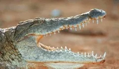 З чого роблять медичну вату (роблять крижаній воді) З чого роблять медичну вату