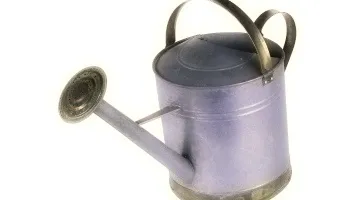 Як часто потрібно поливати фікус знай все! (Фікус) Як часто потрібно поливати фікус знай все!