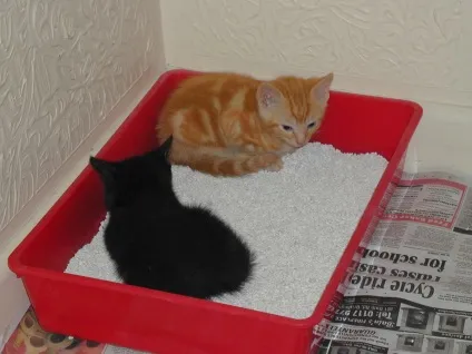 Як часто чистити котячий лоток (котячий) Як часто чистити котячий лоток