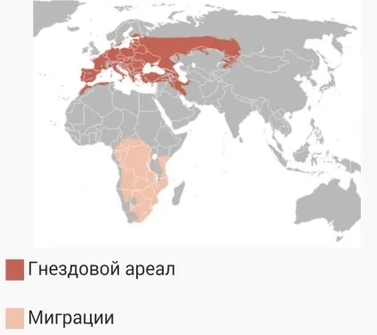 Яка птах вміє нявкати