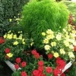 Які квіти посадити на дачі, щоб цвіли все літо (дачі) Які квіти посадити на дачі, щоб цвіли все літо