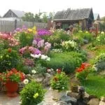 Які квіти посадити на дачі, щоб цвіли все літо (які) Які квіти посадити на дачі, щоб цвіли все літо