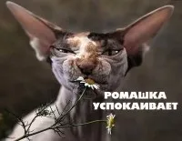 Як и вижіліс 2 дітьми після розлучення, діти, самостійні мами
