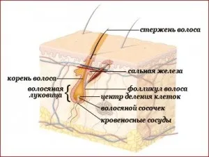 Які вітаміни і мінерали корисні для волосся, азбука здоров'я (корисні) Які вітаміни і мінерали корисні для волосся, азбука здоров'я