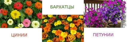 Які квіти можна посадити на дачі, щоб цвіли все літо, новий Домострой (посадити) Які квіти можна посадити на дачі, щоб цвіли все літо, новий Домострой