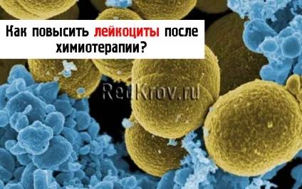 Як і чим підняти лейкоцити в крові після хіміотерапії (підняти) Як і чим підняти лейкоцити в крові після хіміотерапії
