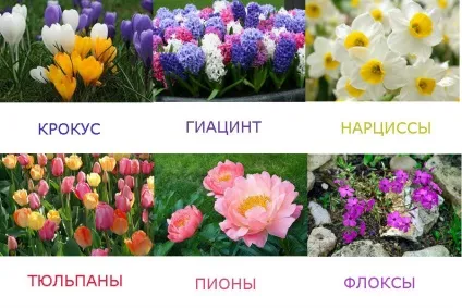 Які квіти можна посадити на дачі, щоб цвіли все літо, новий Домострой (можна) Які квіти можна посадити на дачі, щоб цвіли все літо, новий Домострой