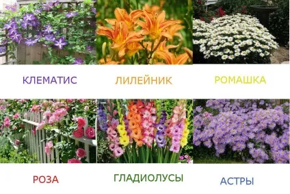 Які квіти можна посадити на дачі, щоб цвіли все літо, новий Домострой (які) Які квіти можна посадити на дачі, щоб цвіли все літо, новий Домострой