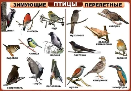 Які птахи відлітають на південь восени першими (першими) Які птахи відлітають на південь восени першими