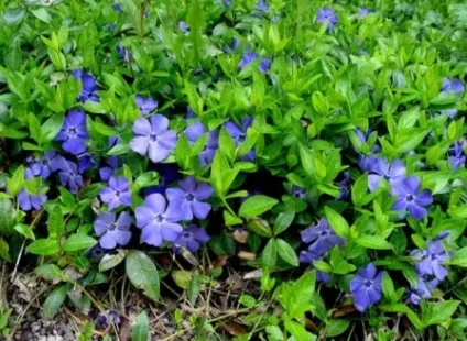 Які квіти посадити на дачі, щоб цвіли все літо (посадити) Які квіти посадити на дачі, щоб цвіли все літо