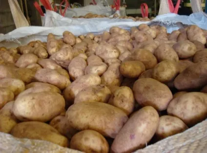 Як і де зберігати картоплю в квартирі - основні правила (картоплю) Як і де зберігати картоплю в квартирі - основні правила