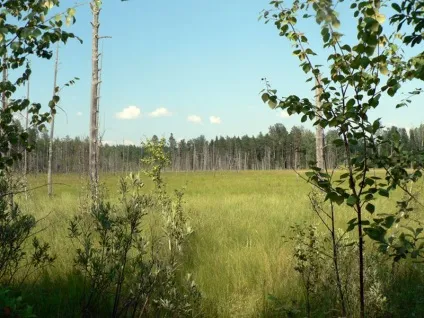 Як і чому болото засмоктує (чому) Як і чому болото засмоктує