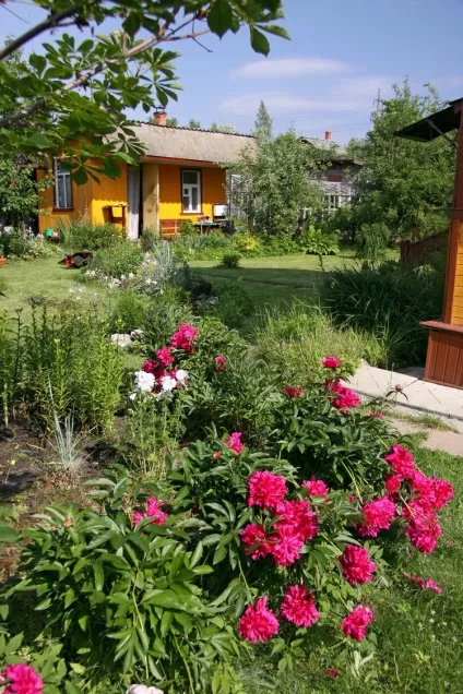 Які квіти я саджу на дачі, щоб вони цвіли все літо (літо) Які квіти я саджу на дачі, щоб вони цвіли все літо