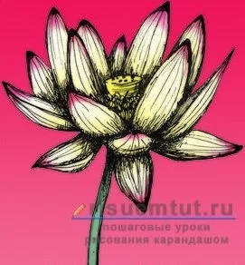 Як намалювати квітку лотос олівцем поетапно - малюємо тут