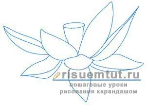 Як намалювати квітку лотос олівцем поетапно - малюємо тут