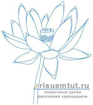 Як намалювати квітку лотос олівцем поетапно - малюємо тут