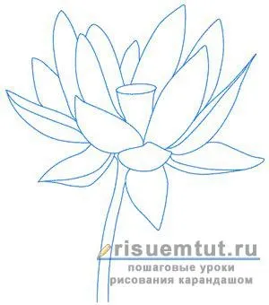 Як намалювати квітку лотос олівцем поетапно - малюємо тут