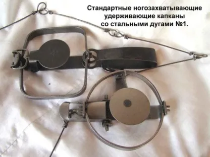 Як ловити ондатру