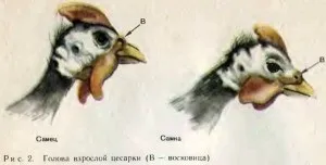 Як визначити стать цесарки відео і фото (фото) Як визначити стать цесарки відео і фото