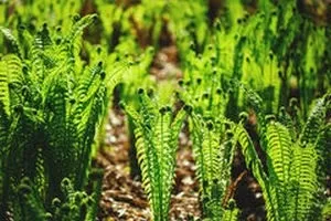 Як здійснюється процес розмноження папоротей (можна розмножити вегетативно) Як здійснюється процес розмноження папоротей