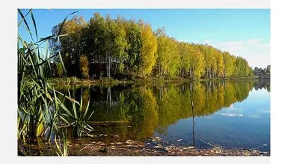 Як знайти рибу у водоймі влітку (ловля) Як знайти рибу у водоймі влітку