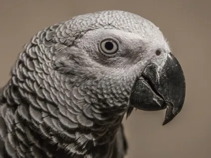 Як визначити вік жако - найнадійніший спосіб (вік) Як визначити вік жако - найнадійніший спосіб