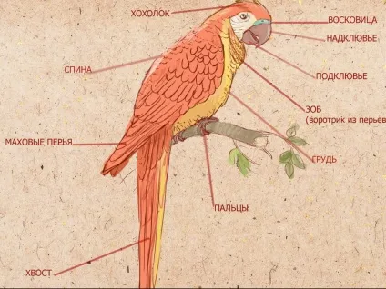 Як визначити вік папугу (папуги) Як визначити вік папугу