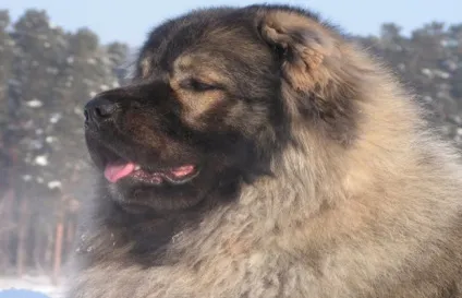 Кавказька вівчарка опис, фото, характер і догляд за породою