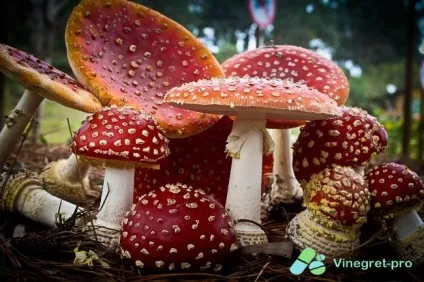 Кіста яєчника симптоми і лікування без операції (кіста) Кіста яєчника симптоми і лікування без операції