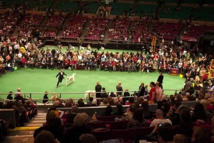 Класний пес - перегляд теми - westminster kennel club dog show (kennel) Класний пес - перегляд теми - westminster kennel club dog show