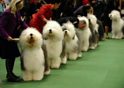 Класний пес - перегляд теми - westminster kennel club dog show (kennel) Класний пес - перегляд теми - westminster kennel club dog show