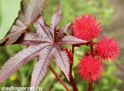 рицина рослина