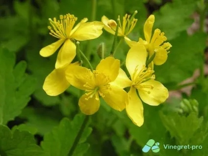Кіста яєчника симптоми і лікування без операції (кіста яєчника) Кіста яєчника симптоми і лікування без операції