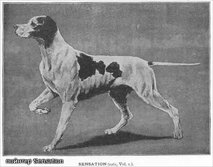 Класний пес - перегляд теми - westminster kennel club dog show (Kennel Club Show) Класний пес - перегляд теми - westminster kennel club dog show