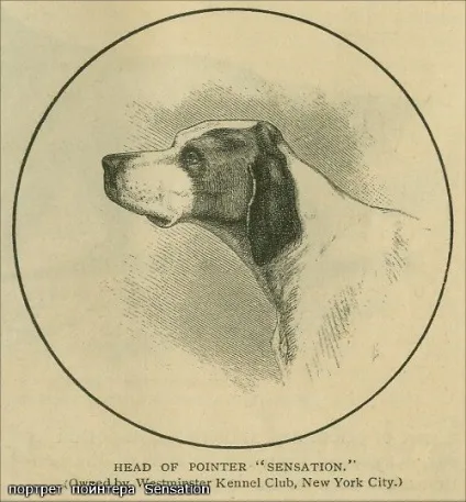 Класний пес - перегляд теми - westminster kennel club dog show (show) Класний пес - перегляд теми - westminster kennel club dog show