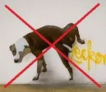 Як відучити собаку мітити (справляти свою нужду) Як відучити собаку мітити