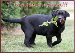 Який ніс повинен бути у здорової цуценя, мій щеня (повинен) Який ніс повинен бути у здорової цуценя, мій щеня