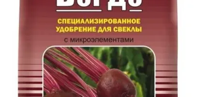Як пересадити буряк