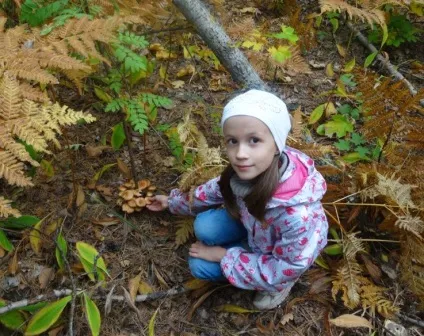 Як відрізнити їстівні опеньки від помилкових - опеньки несправжні та їстівні - хобі і розваги - інше (як відрізнити опеньки від помилкових) Як відрізнити їстівні опеньки від помилкових - опеньки несправжні та їстівні - хобі і розваги - інше