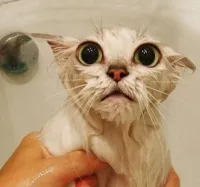 Як правильно мити кішку і при якій температурі, як часто мити котів, чи можна мити кошенят, яким (правильно мити кішку) Як правильно мити кішку і при якій температурі, як часто мити котів, чи можна мити кошенят, яким