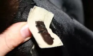 Як поміняти гачки на шубі в домашніх умовах (домашніх) Як поміняти гачки на шубі в домашніх умовах