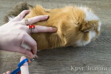 Як підстригти кігті морській свинці - коло знань (підстригти) Як підстригти кігті морській свинці - коло знань