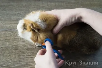 Як підстригти кігті морській свинці - коло знань (кігті) Як підстригти кігті морській свинці - коло знань
