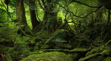 Як правильно фотографувати в лісі і отримати красиві фотографії лісу в різні пори року (фотографувати) Як правильно фотографувати в лісі і отримати красиві фотографії лісу в різні пори року